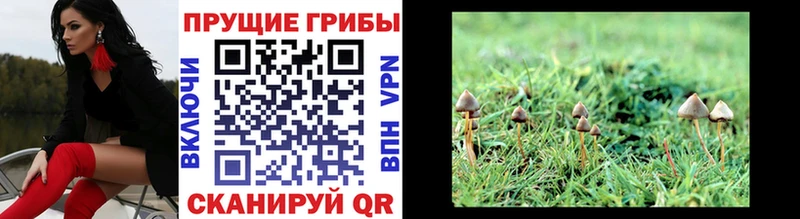Купить где  Серафимович  Псилоцибиновые грибы мухоморы 
